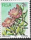 [Flora - Protea Plants, тип PH]