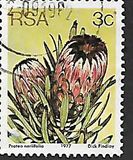 [Flora - Protea Plants, тип PI]