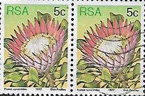 [Flora - Protea Plants, тип PK]