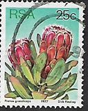 [Flora - Protea Plants, тип PS]
