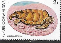 [Turtle Conservation Campaign, type AFL]