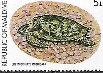 [Turtle Conservation Campaign, type AFM]