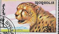 [African Wildlife, tip CCM]
