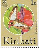 [Butterflies and Moths, Scrivi KY]