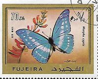[Butterflies, Scrivi AAX]