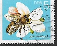 [Honey Bees, Tipe DFR]