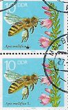 [Honey Bees, Tipe DFS]