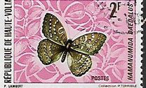 [Butterflies, type IZ]