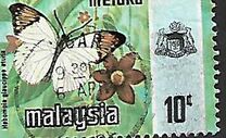 [Butterflies, type AQ]