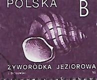 [Stamps for Domestic Mail: Shells of Snails, Tip DDD]