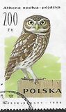 [Owls, typ DDY]