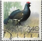 [Bird Game, වර්ගය BGZ]
