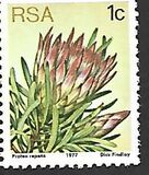 [Flora - Protea Plants, type PG]