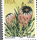 [Flora - Protea Plants, type PI]