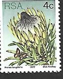 [Flora - Protea Plants, type PJ]