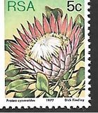 [Flora - Protea Plants, type PK]