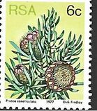[Flora - Protea Plants, type PM]
