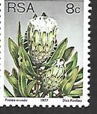 [Flora - Protea Plants, type PN]