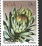 [Flora - Protea Plants, type PO]