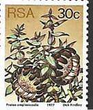 [Flora - Protea Plants, type PT]