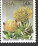 [Flora - Protea Plants, type PU]