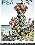 [Flora - Protea Plants, type PW]