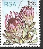 [Flora - Protea Plants, type PQ]
