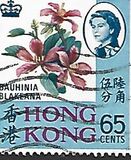 [Local Motives, type BN]