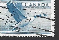 [Birds - Canada Goose, típus GD]