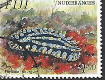 [Nudibranchs, type WA]