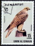 [Birds - Falcons, type HQ]