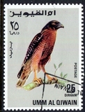 [Birds - Falcons, type HR]