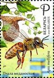 [Beekeeping in Belarus, Typ BBO]