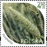[Gecultiveerde planten, type JZJ]