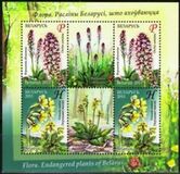 [Flowers - Endangered Plants of Belarus, typ ADJ]
