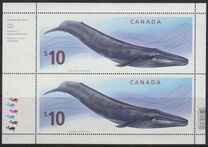 [Blue Whale, type CVW]