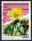[Flowering Cacti, type TZ]