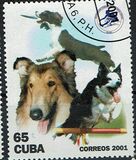 [Cats and Dogs, Tipi GLE]