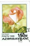 [Roses, տեսակ IV]