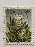 [Flora - Protea Plants, Typ PN]