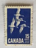 [Canada Geese, type JI]