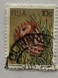 [Flora - Protea Plants, tyyppi PP]
