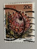 [Flora - Protea Plants, type PR1]