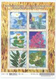 [America UPAEP - Medicinal plants of the Cerrado, 類型 DUI]