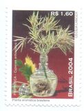 [Brazilian Aromatic Plant - Priprioca, Tipi DXI]