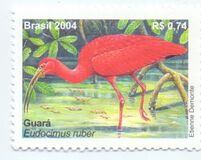 [Scarlet Ibis - Eudocimus ruber, type DWA]