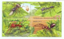 [Ants of Brazil, type EPS]