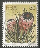 [Flora - Protea Plants, tyyppi PI]
