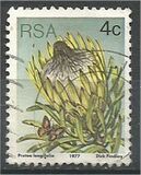 [Flora - Protea Plants, tyyppi PJ]