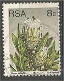 [Flora - Protea Plants, tyyppi PN]